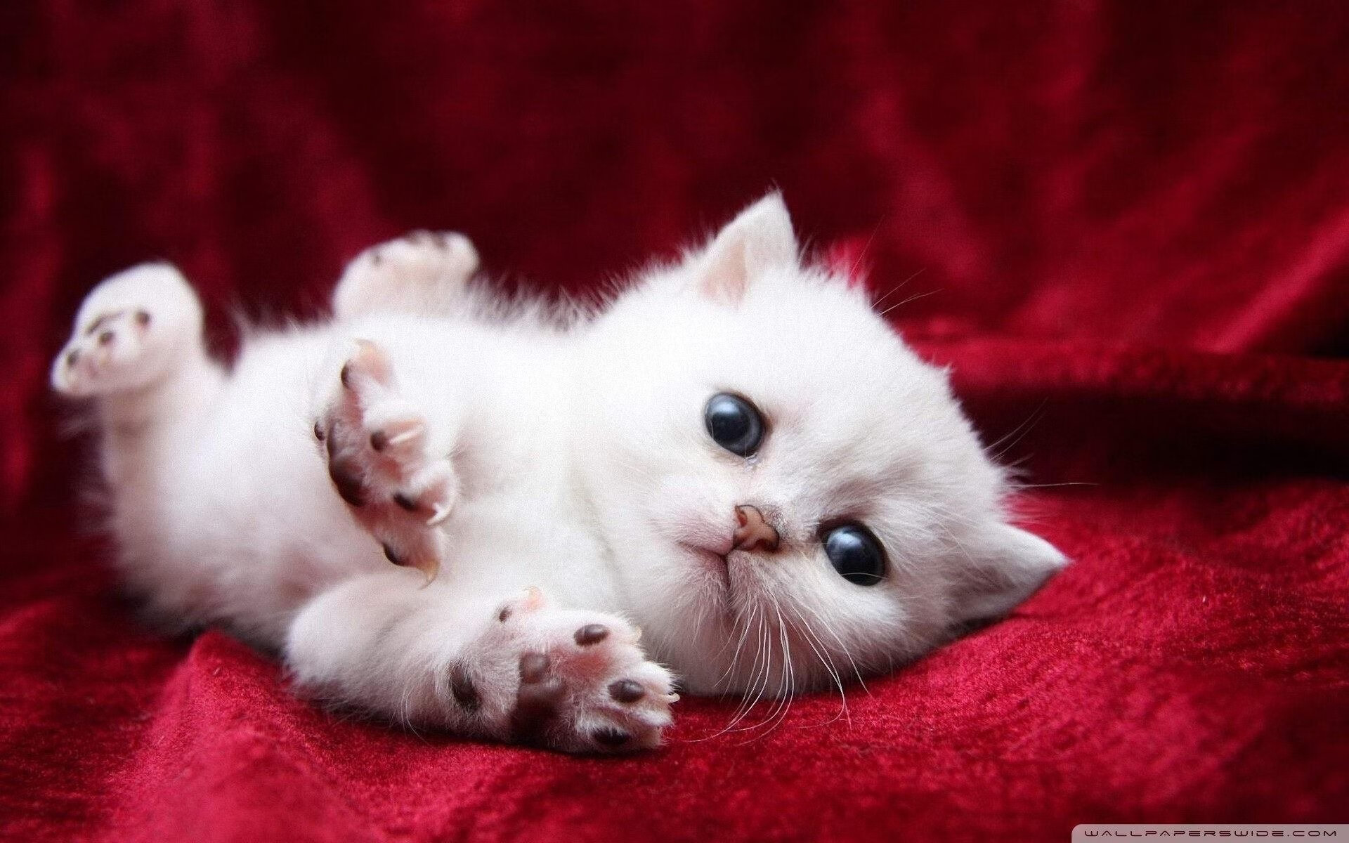 青少年多运动项目选择机制与兴趣发展研究，青少年运动规划