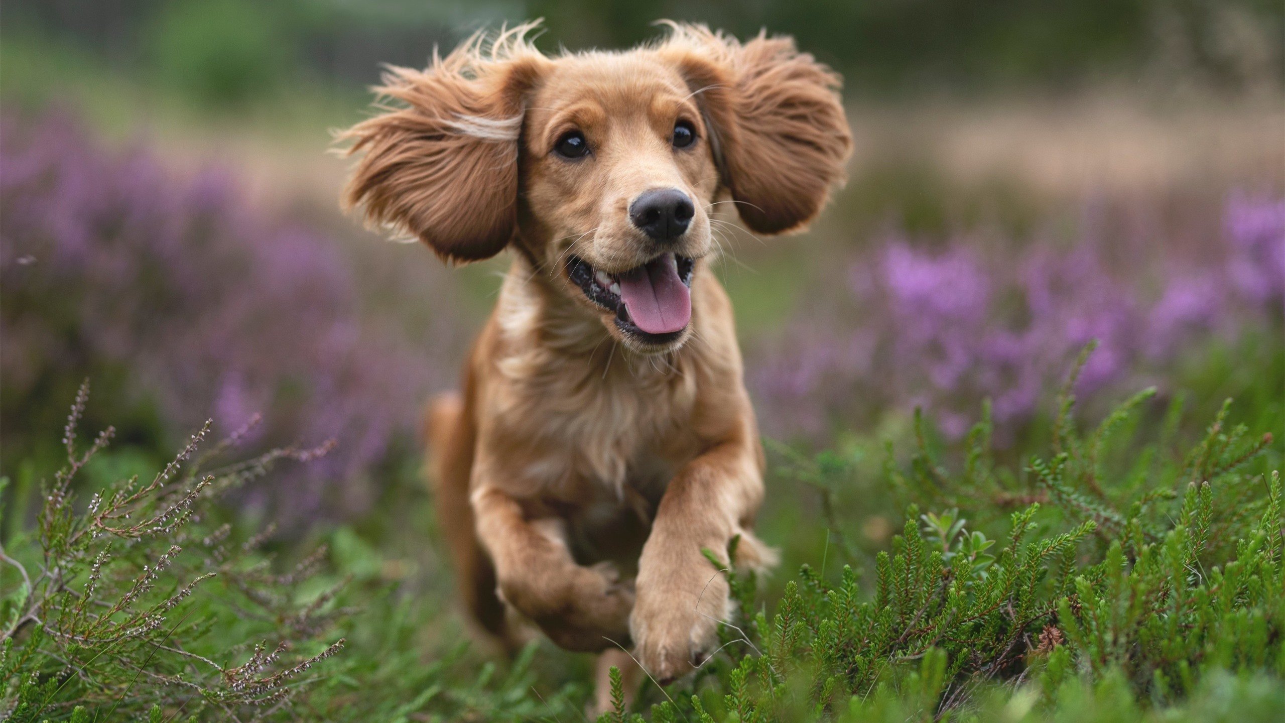 2024年混合团体世界杯：Chinese Taipei的战术与成绩，世界杯团体赛