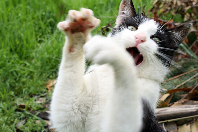 2024年印度队表现：用实力与智慧赢得世界关注，2014年9月24日印度