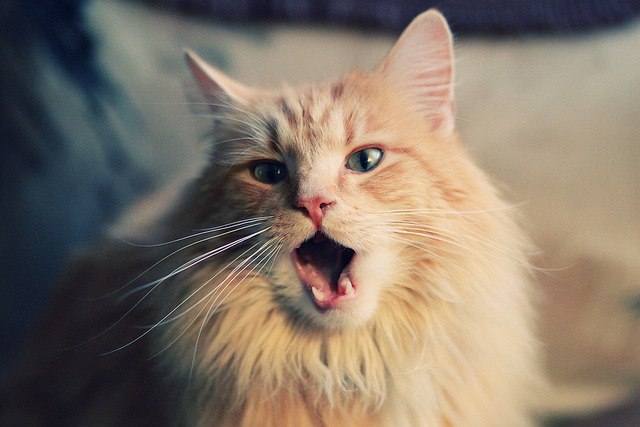 2024年印度队表现：用实力与智慧赢得世界关注，2014年9月24日印度