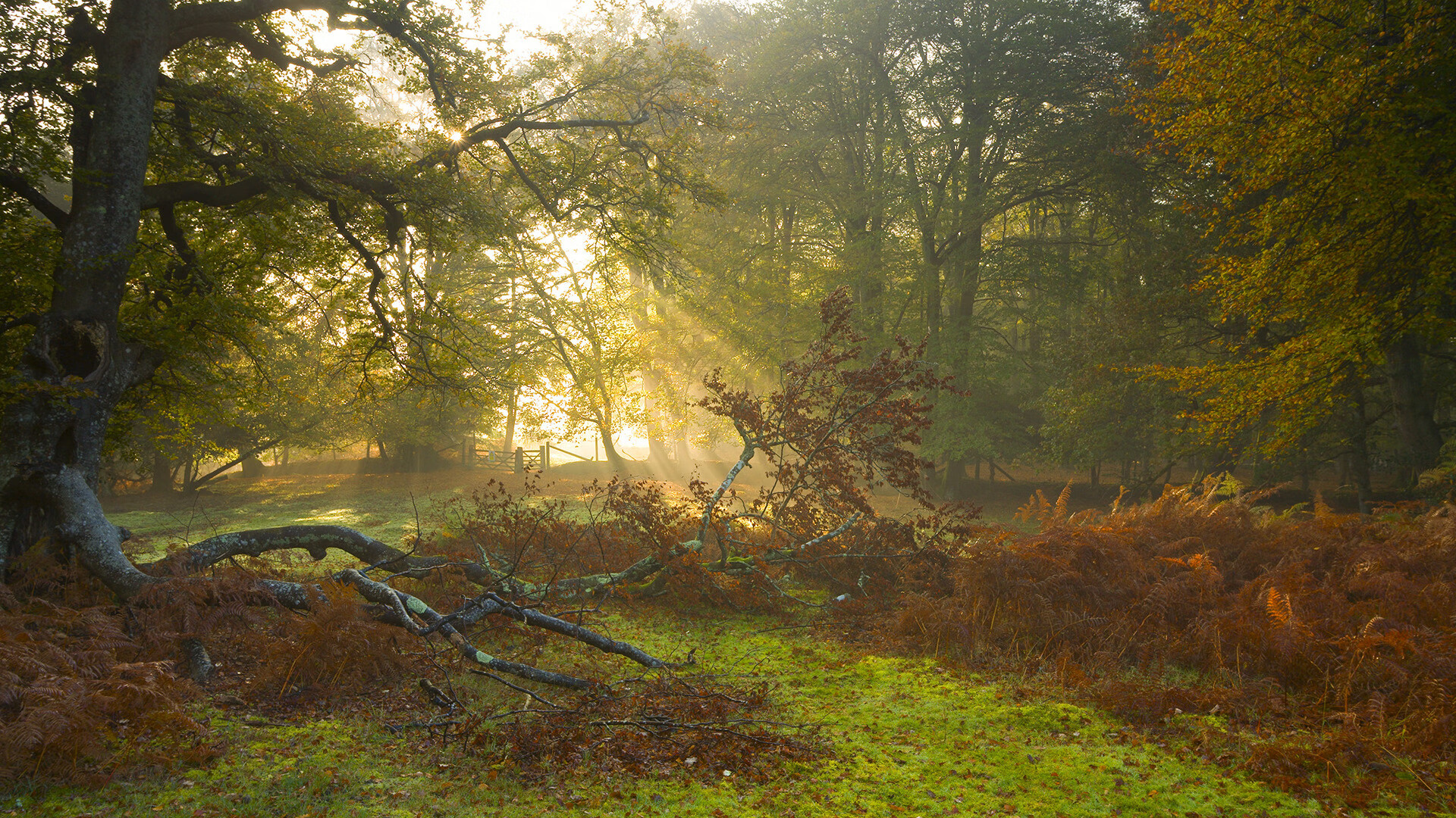 九游娱乐下载-“泳池争锋！2025世界游泳锦标赛最强泳将谁与争锋？”