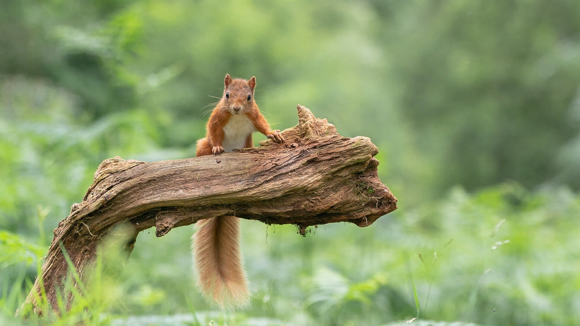北京鸭主教练打造灵活战术体系应对多样对手,北京鸭篮球队