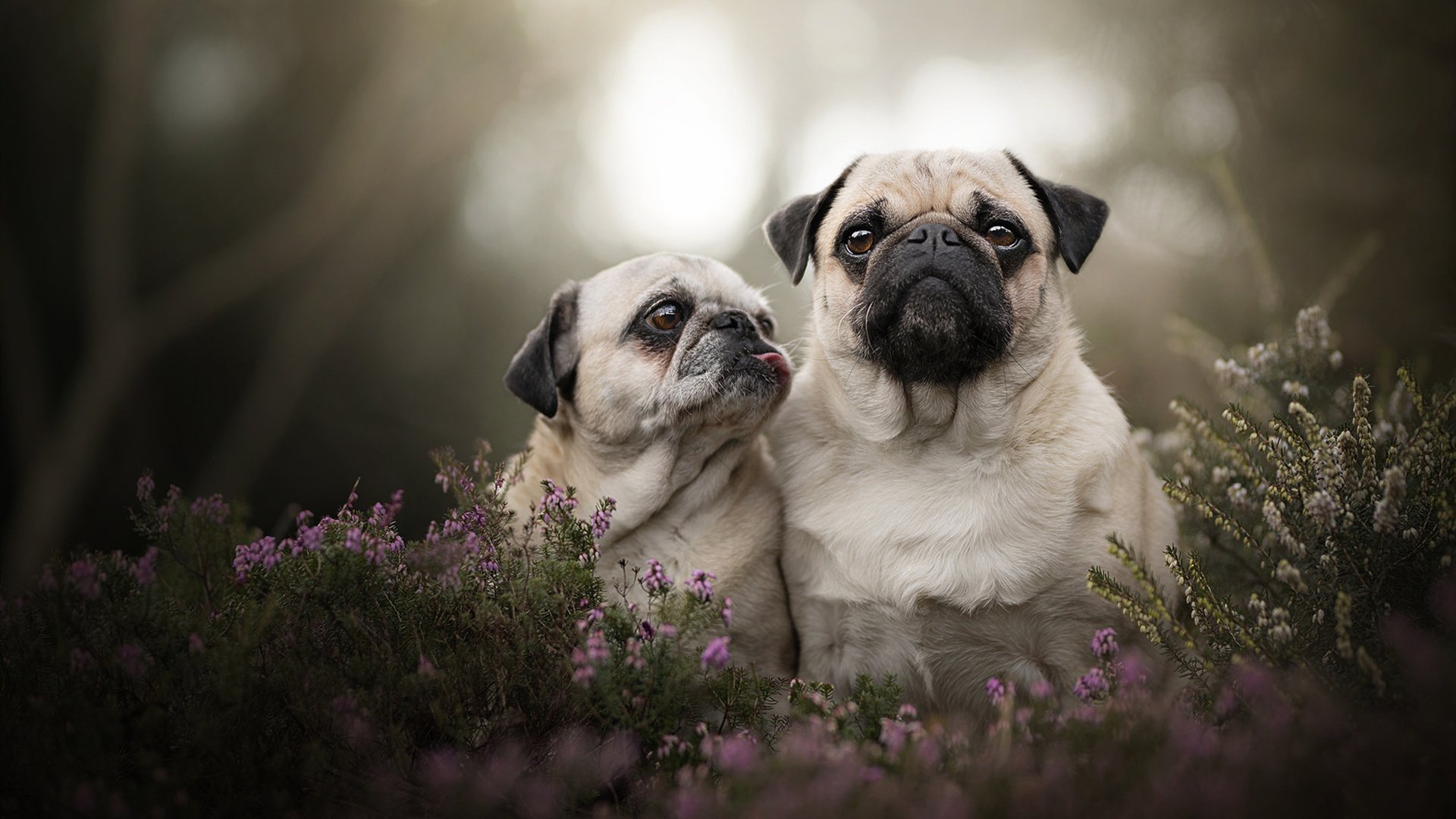 基层赛事缺乏职业化运营思维，基层赛事缺乏职业化运营思维的原因
