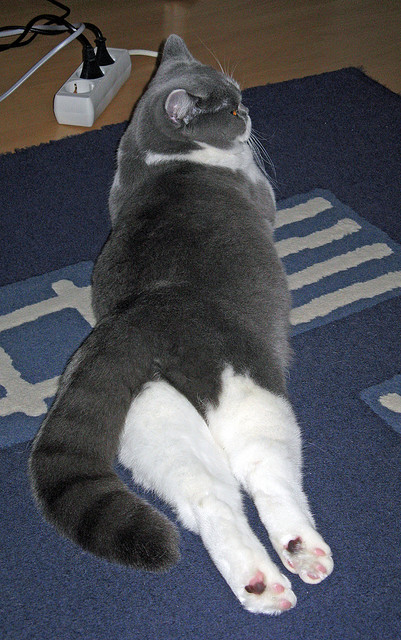 九游体育官网入口-美国队如何在国际乒联混合团体世界杯中实现超常发挥，美国队打乒乓球吗