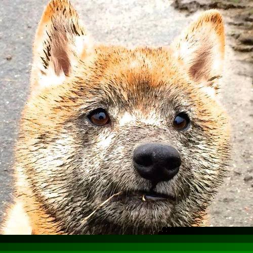 九游娱乐下载-花样滑冰音乐版权合作加强版权保护意识，花样滑冰bgm