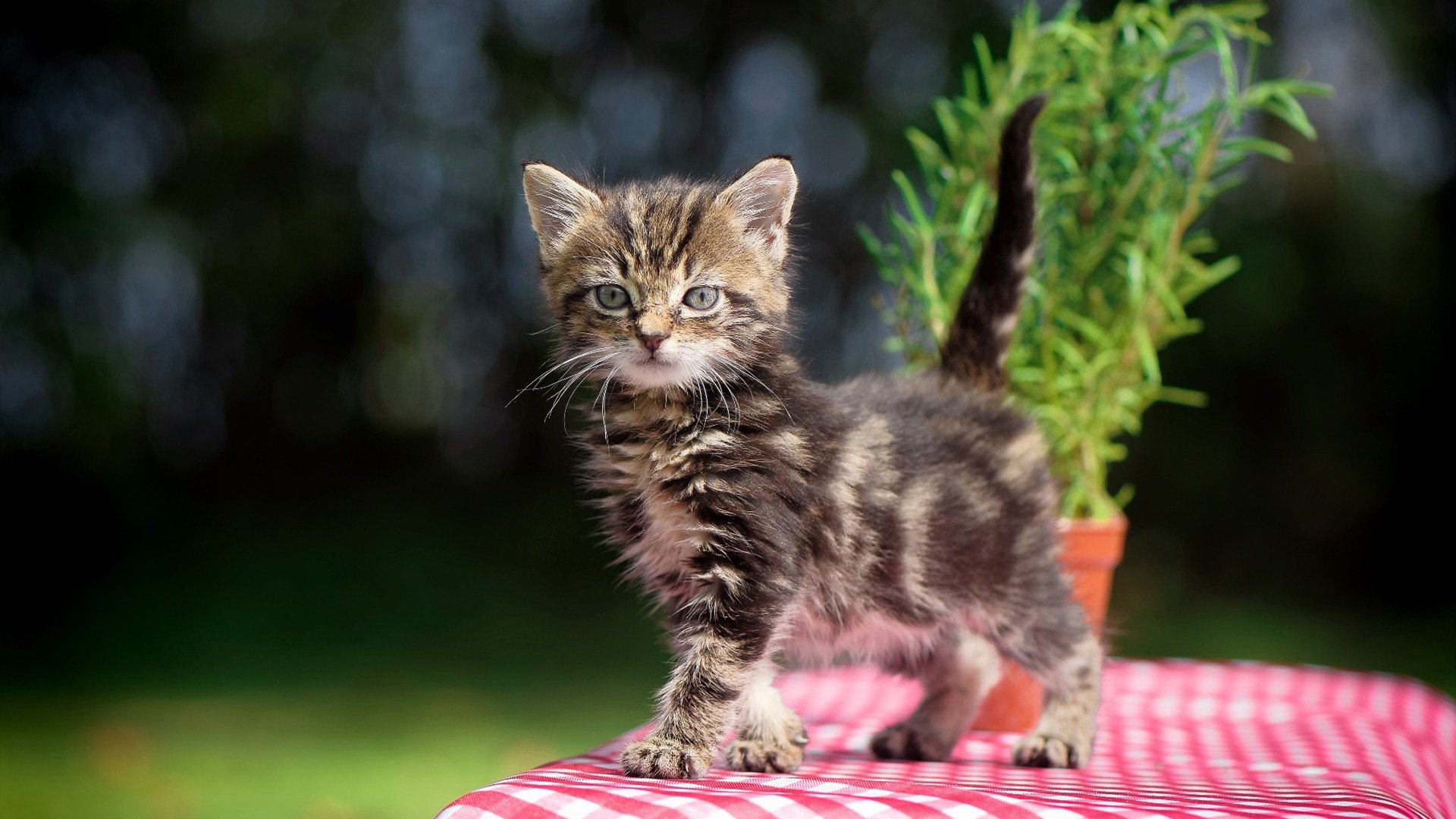 国家田径队发布最新跳远成绩排名，国家田径队跳远队员