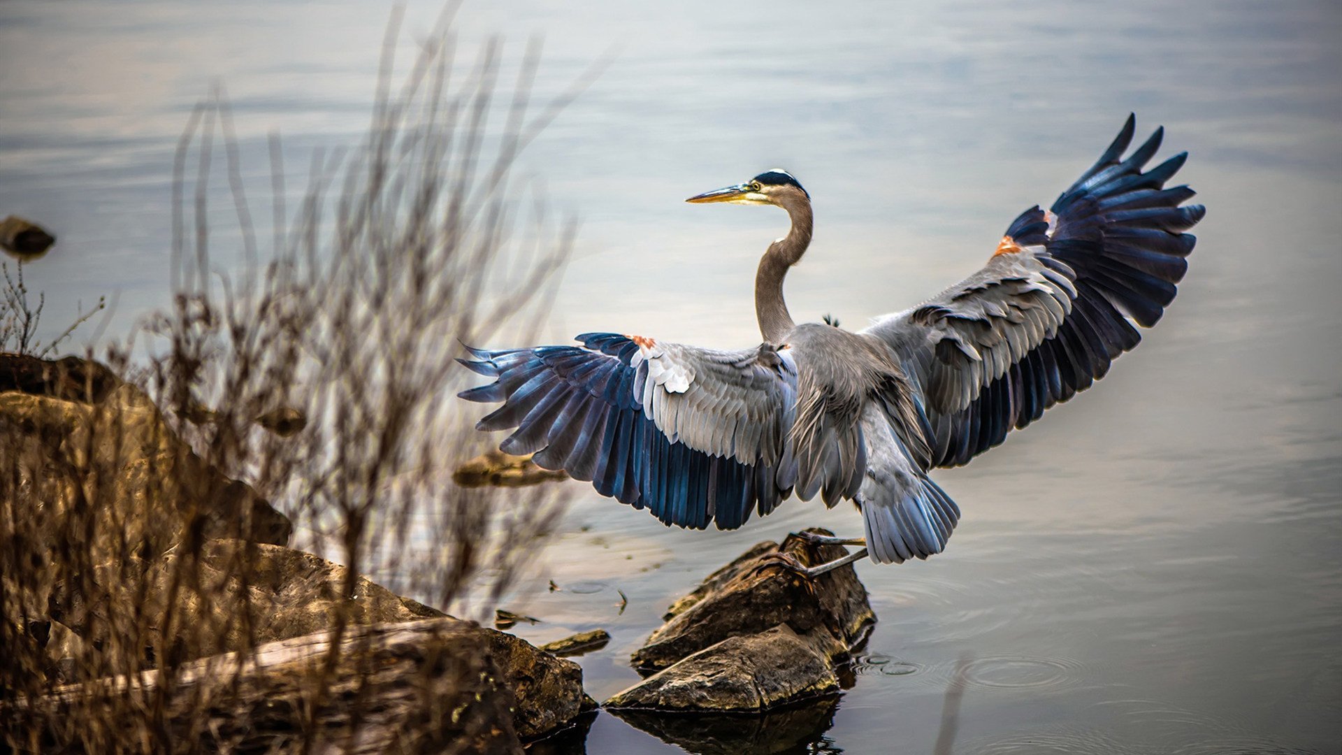 塞尔维亚女篮在欧洲锦标赛中奋勇拼搏，争夺金牌，塞尔维亚女篮奥运表现