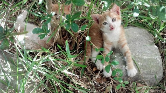 塞维利亚状态火热，欧洲赛场目标明确