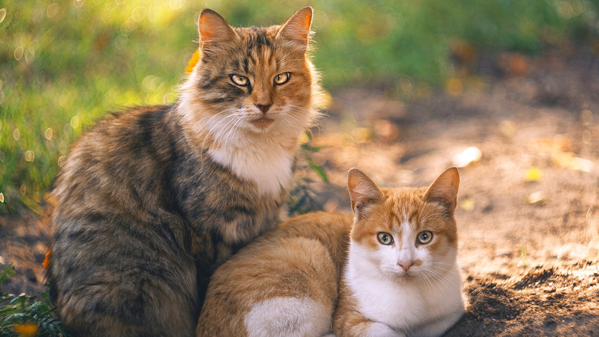 九游娱乐官网-比利时男篮在欧洲预赛中激战正酣，迈向奥运梦想，比利时男篮3v3