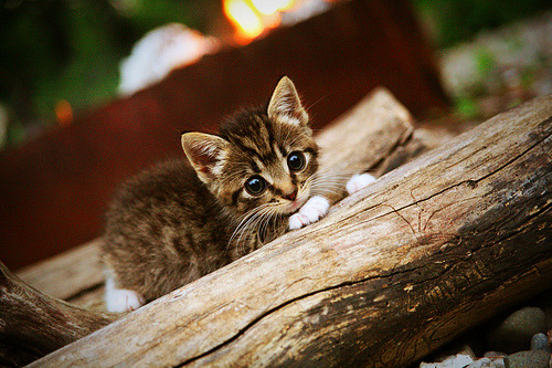 九游网页官网-水球突尼斯男队战术切换灵活